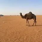 للبيع لقحه صفرا مستبركه