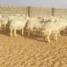 رخال حريات حرش صنف مراح واحد 150 بفحولها 2 ( تم البيع )
