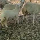 رخل حرية برية العمر شهرين ونص