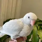 للبيع حبتين دره