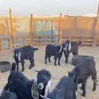تيوس جذعان عدد 13 موقع صناعيه