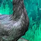 دجاج عزبي اصيل   ترثه   اسود صك   الباديه