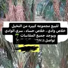 غرس للبيع البيع من عشرين وفوق