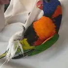 ببغاء لوري