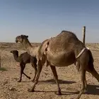 للبيع الخلفه الشعلا الكفو