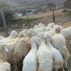 طليان ورخال 20 راس على 720