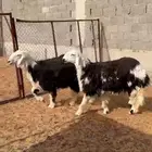 للبيع رخال نجد كناور ضحايا
