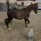 مهر واهو حفيد أليكساندر