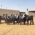 جفرات عوارض جذعه ثنيه صنف