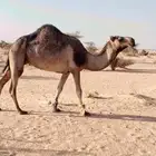 ناقه حايل مبيوع ولد قبل 6 شهور مشروطه