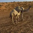 للبيع خلفه معها قعود