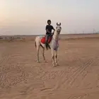 حصان سرعه للبيع