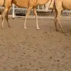 متلي على مياس بعير الفراج