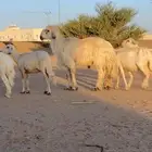 فحل ضان كفو