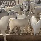 جفار الموقع المظيلف