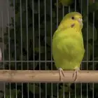 اناثي بادجي منتجات للبيع