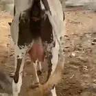 بقره كفوا اليوم او بكره وهي والد