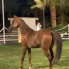 حصان شعبي - العمر 6 سنوات