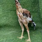 دجاج سندي تم البيع