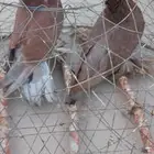 حمام مسرول احمر .الصحه ممتازه