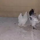 دجاج براهما