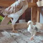 دجاجه يابانيه معها ست 6 فروخ