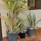 Cacti. 20 sar each or 50 sar for all