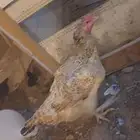دجاج باكستاني