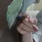 روز غير اليف فرخ