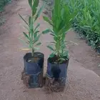 مشتل لبيع جميع انواع الشجر