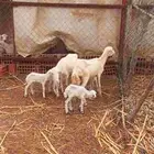 ضأن مناتيج متاومه