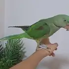 عر ضيور دره كنيور وصن كنيور
