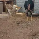 طقم شامو ياباني