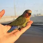 عرض جديد فروخ روز وكروان وكناري