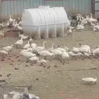 بط مكسوفي بط بكيني منتج وز عراقي