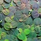 نباتات ماء للبيع