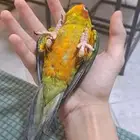 للبيع عرض خاص صن كنيور اليف هدد