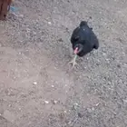 دجاج باكستاني