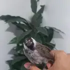 بلبول تربية