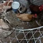 دجاج بياض العدداربعه معاهم ديك المجموع خمسه .العمر تسعه أشهر