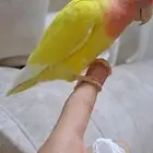 للبيع عرض خاص روز اليف متكلم