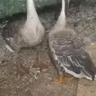 وز عراقي للبيع