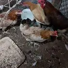 للبيع دجاج بياض شباب اربع دجاجات وديك .