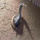 محنطات للمجالس