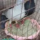 حمام زينه مع عياله اول انتاجه لهم.