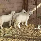 خرفان حريات