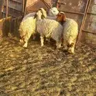 بهم نعيم رخال وخروف