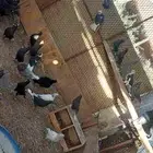 قطايف معقدات صندقه