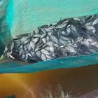 سمك بلطي