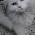 قطه شيزارو للبيع تحتاج تنظيف بس
